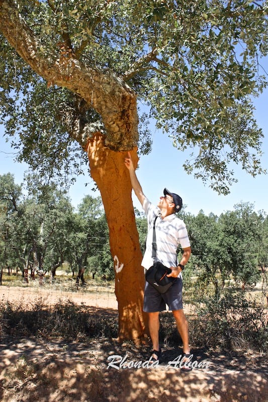Cork Trees and a Cork Museum in Portugal