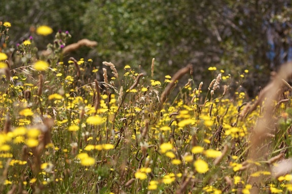 Dandelion field in Shakespear Park, New Zealand