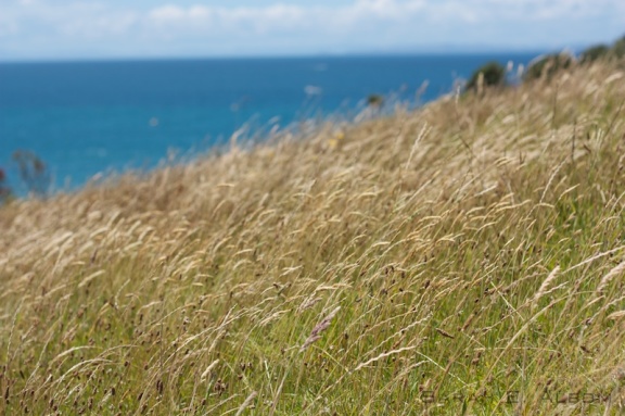 A field of long grass looking over Pink Beach at Shakespear Park in New Zealand