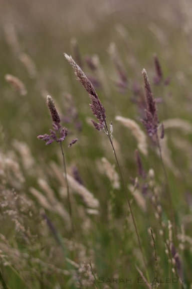 Long purple grass in Shakespear park, New Zealand