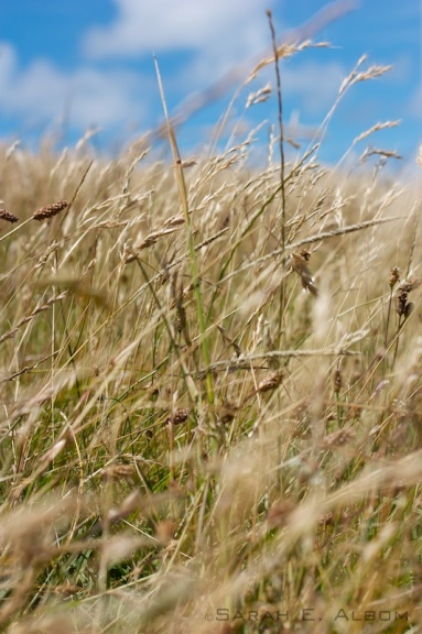 Stalks of long, golden grass in Shakespear Park