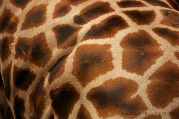 Giraffe spots at the Wellington Zoo in New Zealand - Sarah's Sunday Snapshots #26 - Wellington textures