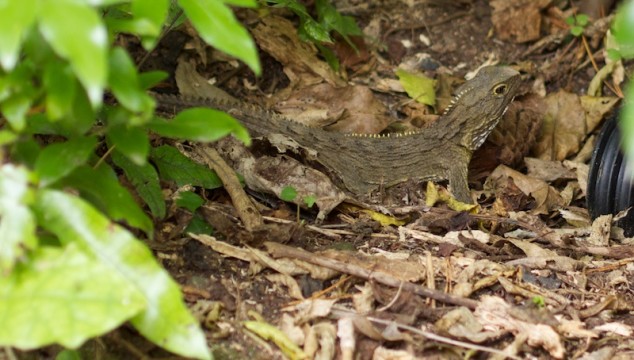 Tuatara in the bush in New Zealand