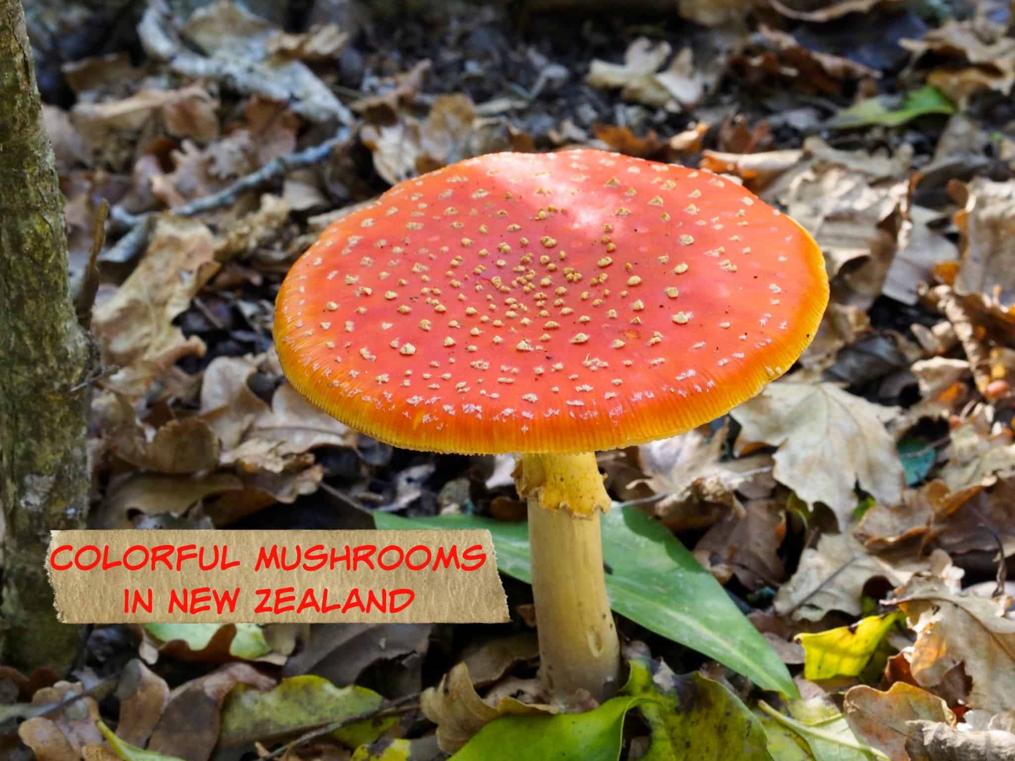 Photos Colorful Mushrooms Seen While Hiking in Auckland