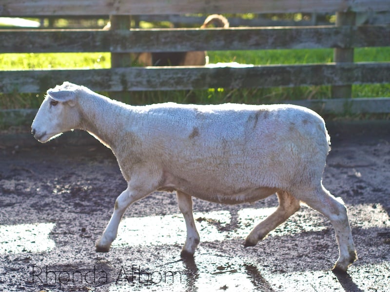 Are Ewe Pregnant? Scanning Sheep in New Zealand