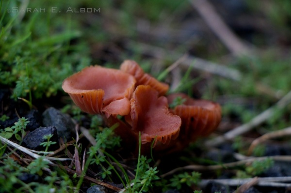 Fungi in Shakespear Park, Auckland, New Zealand - Photograph copyright Sarah E. Albom 2015