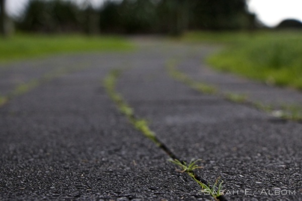 Shakespear textures - Pavement in Shakespear Park, Auckland, New Zealand. Photograph copyright Sarah E. Albom 2015