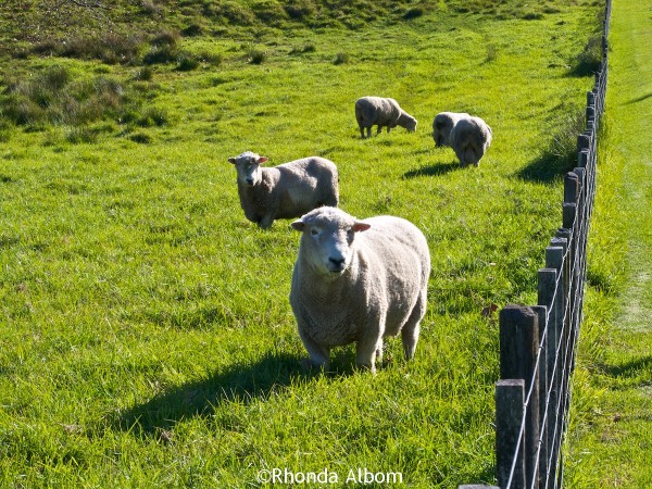 the rams in Shakespear Park, Auckland New Zealand
