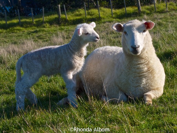 Baby lamb with its mama at Shakespear Park, Auckland New Zealand