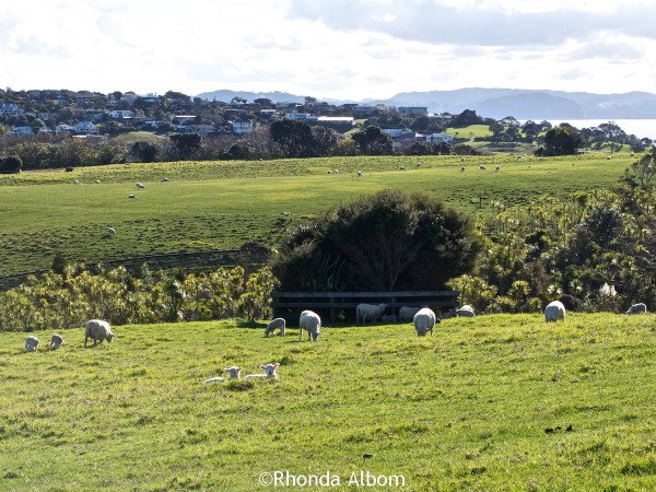 Baby lambs and ewes dot the hills at Shakespear Park, Auckland New Zealand
