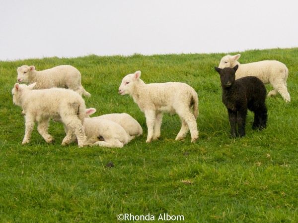The black sheep of the family in Shakespear Park, Auckland New Zealand