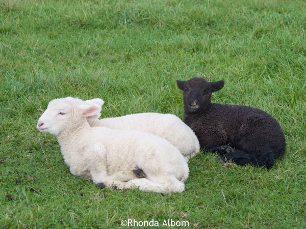Baby black sheep in Shakespear Park, Auckland New Zealand
