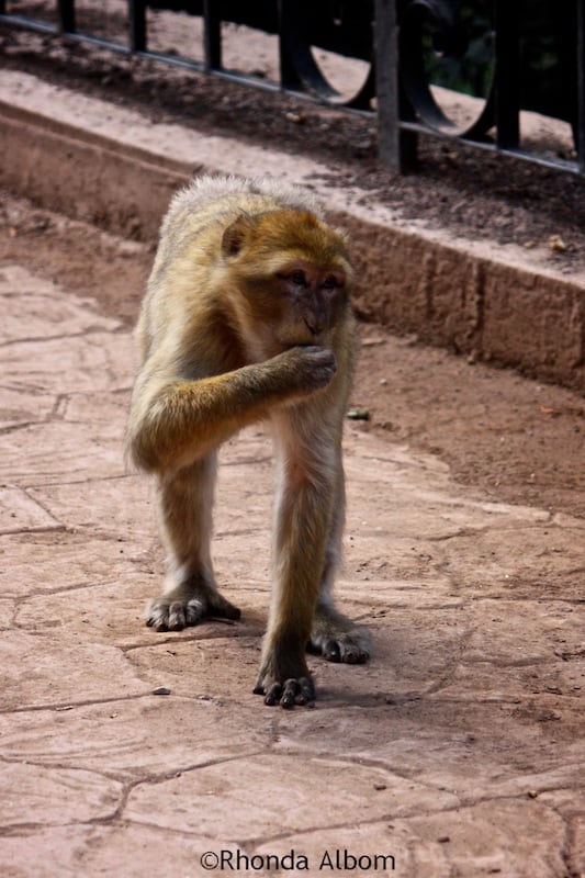 Barbary macaque near Cascade D’Ouzoud