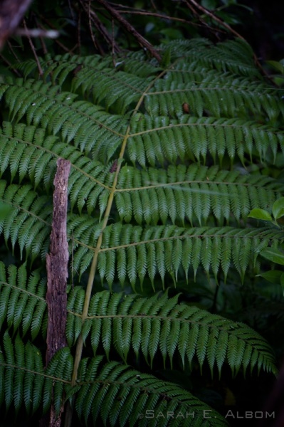 Silver fern in the undergrowth of Shakespear Park, New Zealand - Photograph copyright Sarah E. Albom 2015