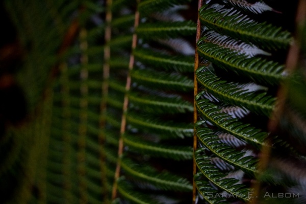 Silver Fern at Shakespear Park in New Zealand - Photograph copyright Sarah E. Albom 2015