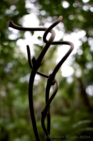 Vines in the Undergrowth at Shakespear Park in New Zealand - Photograph copyright Sarah E. Albom 2015