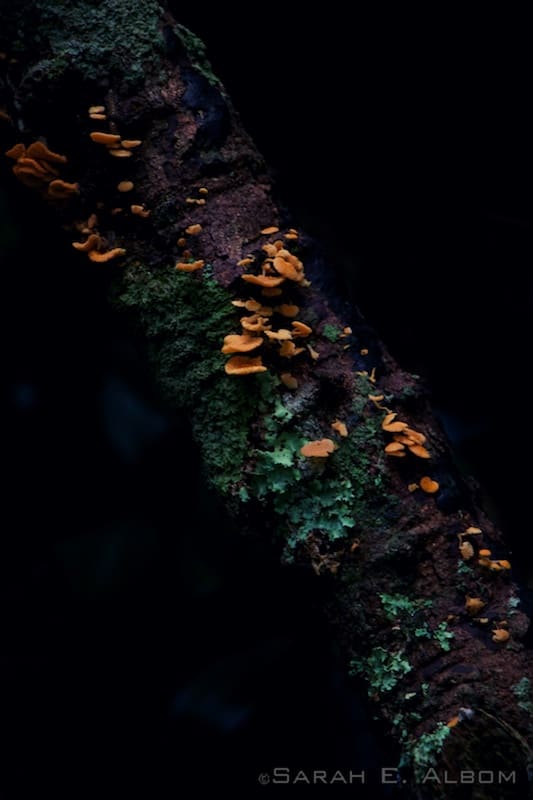 Fungus on a tree, Shakespear Park, New Zealand - Photograph copyright Sarah E. Albom 2015; for more photos of 2015 photo highlights, visit the blog