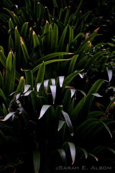 Column of plants along a building, Auckland, New Zealand - Photograph copyright Sarah E. Albom 2015