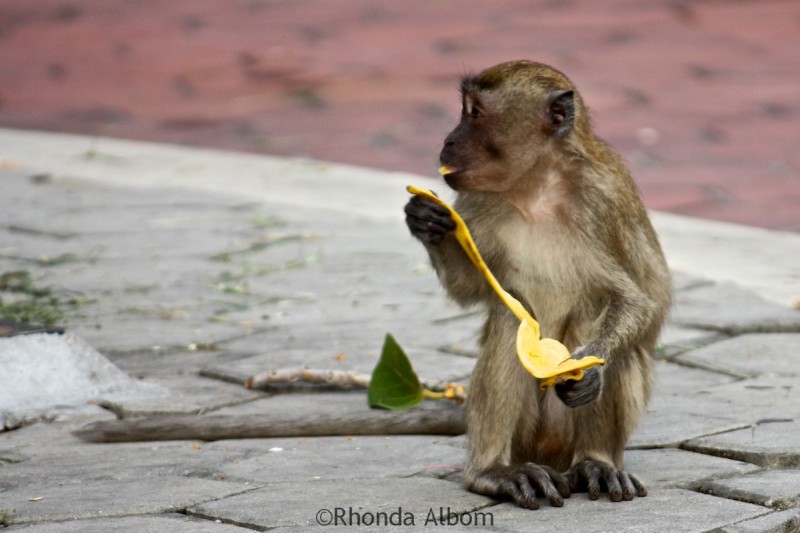 Macaque eating a banana at Batu Caves, Kuala Lumpur, Malaysia