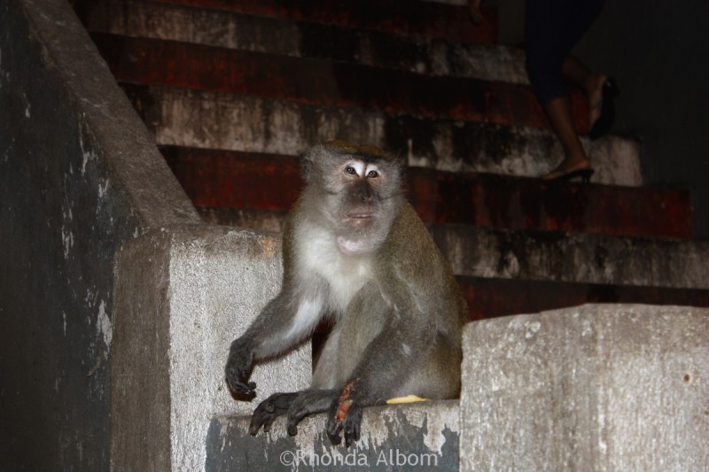 Injured macaque at Batu Caves, Kuala Lumpur, Malaysia