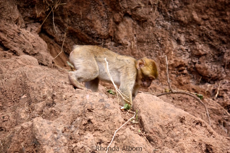 Barbary macaque near Cascade D’Ouzoud Morocco
