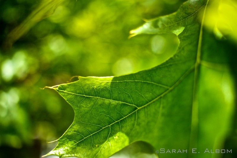 Leaves, just some of the Kapiti Coast textures in Wellington, New Zealand. Copyright Sarah E. Albom 2015; for more photos of Wellington, visit the blog