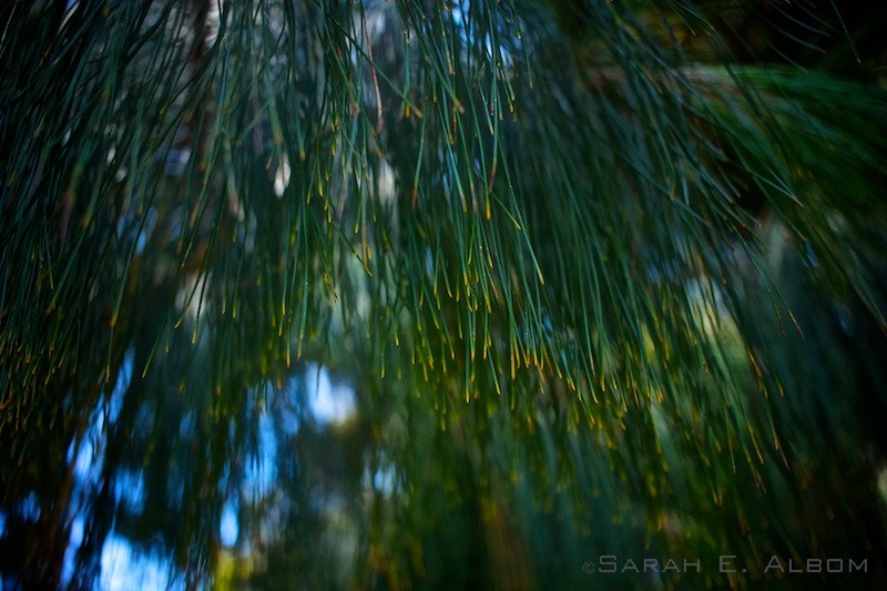 Pine Needles on a tree in the Auckland Domain in Auckland, New Zealand. Copyright Sarah E. Albom 2015; for more New Zealand photos, visit the blog