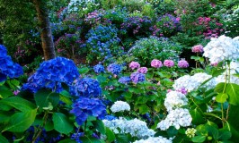 Colourful Photos from Wellington Botanic Garden