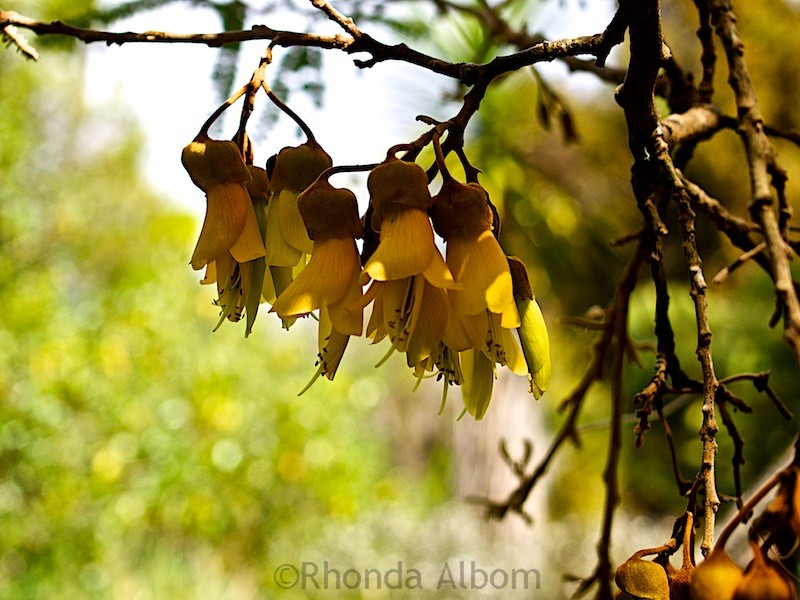 Kowhai - the unofficial flower of New Zealand has yellow seeds