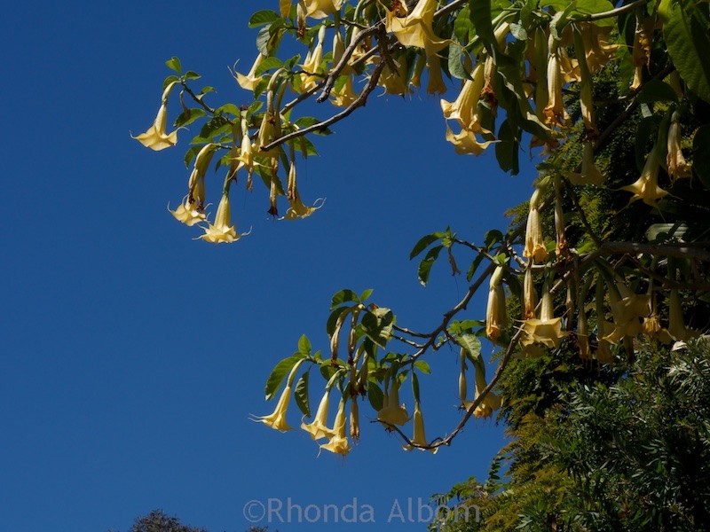 Kowhai - the unofficial flower of New Zealand is a Xanthospermous as it has yellow seeds