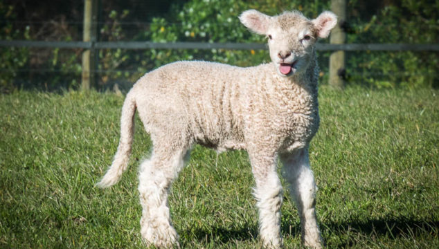 Springtime in New Zealand: Baby Lambs in Shakespear Park
