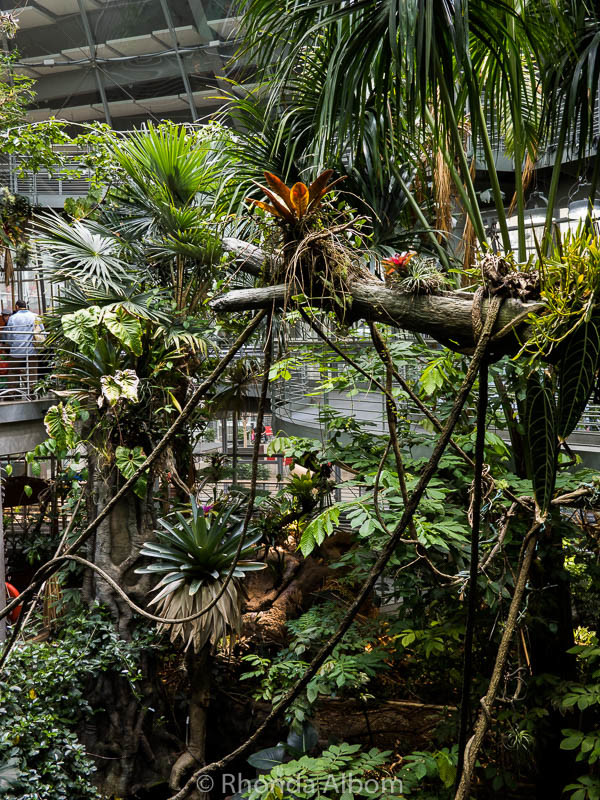The four story living rainforest in the California Academy of Sciences in San Francisco, CA.