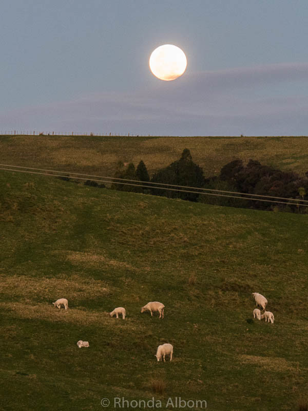 Sheep, Lambs, and a full moon at Shakespear Park in Auckland New Zealand