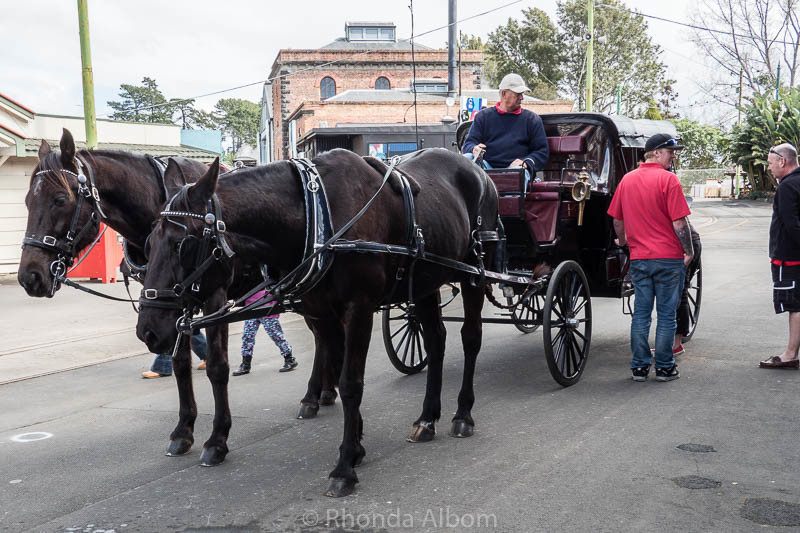 Horse and carriage rides at the MOTAT Live Day in Auckland New Zealand