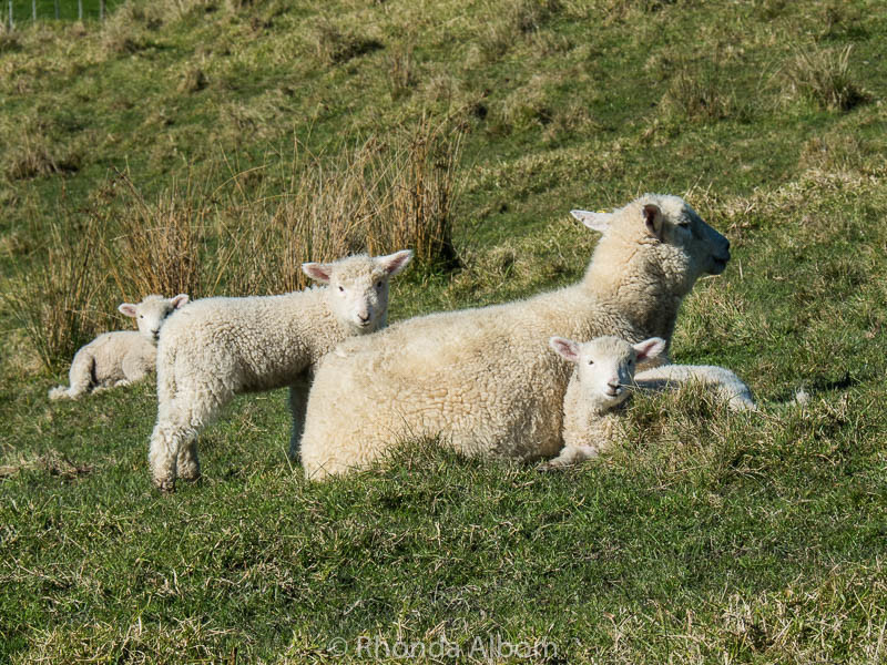 Adorable twin Lambs and Sheep at Shakespear Park in Auckland New Zealand