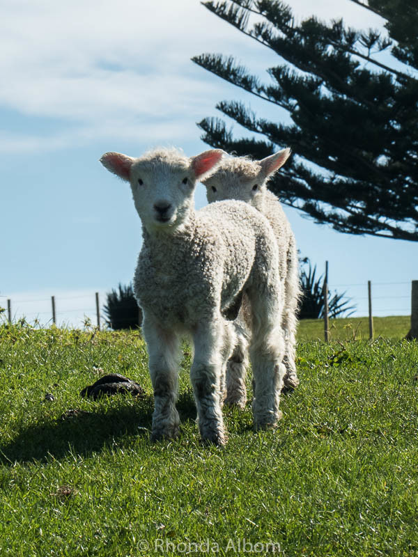 Two Adorable baby Lambs at Shakespear Park in Auckland New Zealand