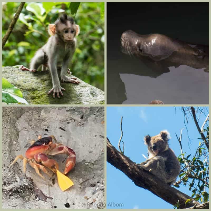Monkey, sea lion, koala and crab from different corners of the world.