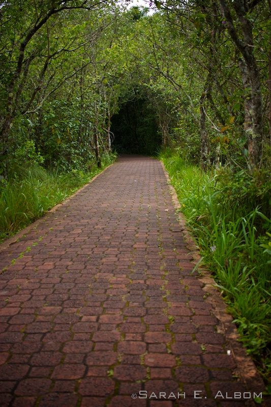 El Sendero Verde - The Green Track in Iguazu Forest, Argentina. Photo copyright ©Sarah Albom 2016