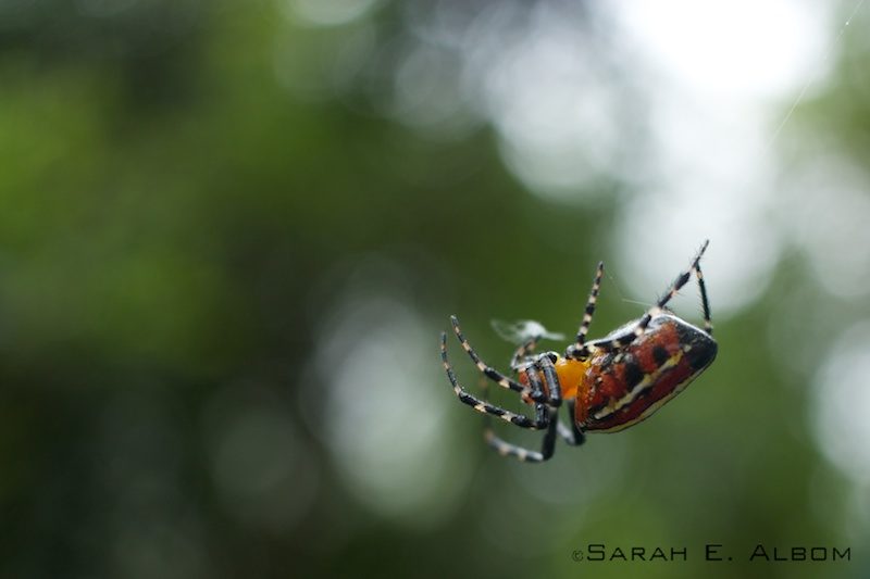 Spider - Iguazu falls, Brazil. Photo copyright ©Sarah Albom 2016