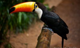 Sarah’s Sunday Snapshots – Parque das Aves in Brazil