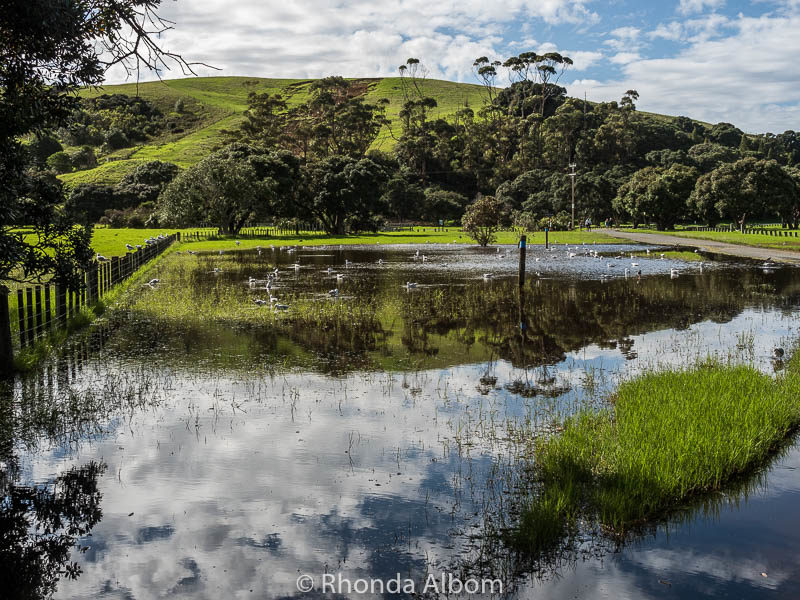 Flooded grasslands at Shakespear Park, Auckland New Zealand