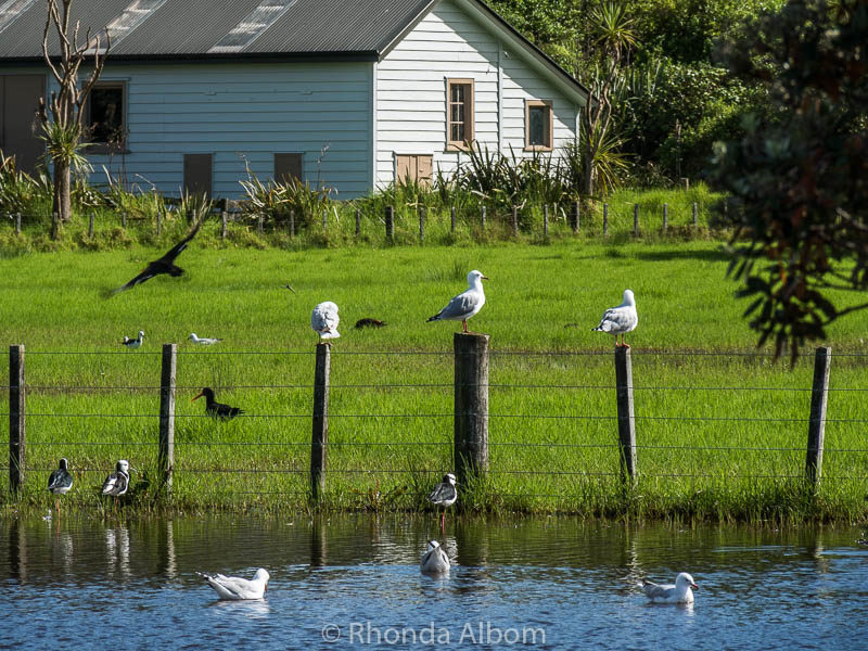Flooded grasslands at Shakespear Park after the cyclones turned, Auckland New Zealand