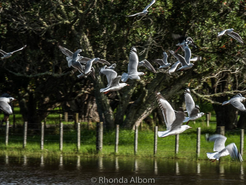 Without warning, the seagulls took flight in New Zealand