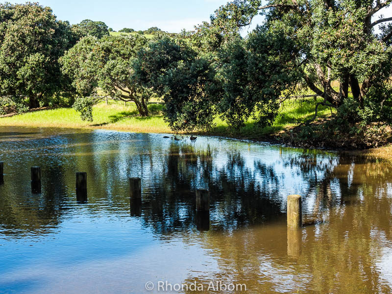 Ducks enjoying flooded grasslands at Shakespear Park, Auckland New Zealand