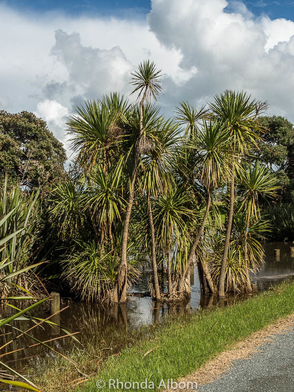 Cabbage trees in flooded ground in New Zealand