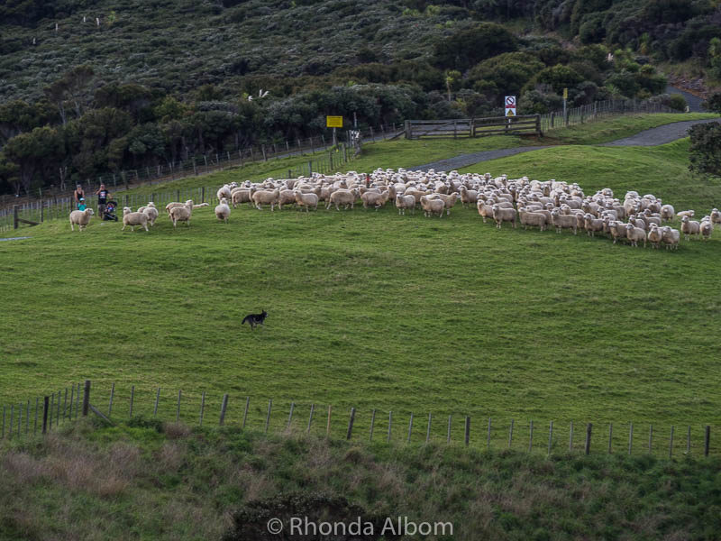 A dog moving the sheep in Shakespear Park, Auckland, New Zealand