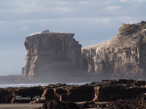 Gannet Island at Muriwai Beach, New Zealand Gannet Island at Muriwai Beach