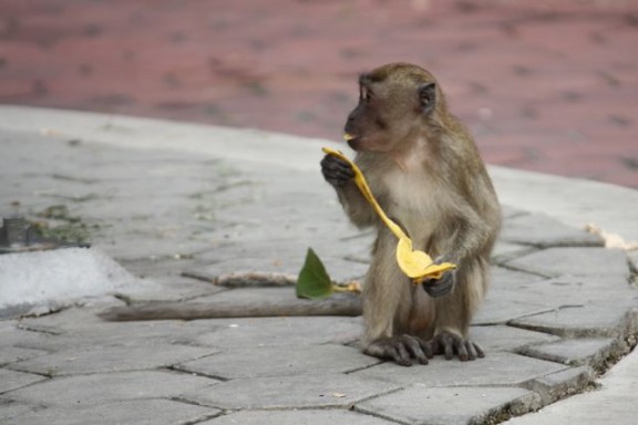 Wild monkeys at Batu Caves immune to danger