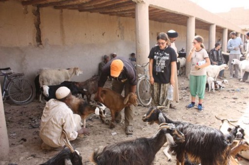 Negotiating for a goat buying a goat