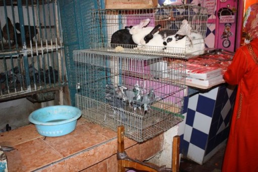 Bunnies and pigeons for sale in a meat market in Meknes, Morocco Bunnies and pigeons for sale in a meat market in Meknes, Morocco